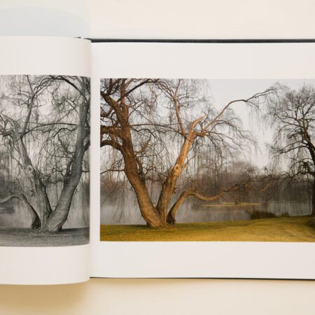 Daylight Ghosts – David Lurie